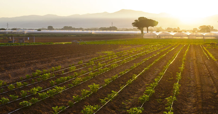 Un campo agricolo coltivato a biologico in Calabria