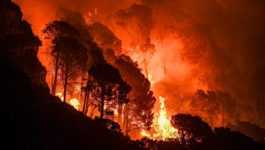Migliaia di ettari di bosco vengono distrutti dalle fiamme ogni anno in Calabria