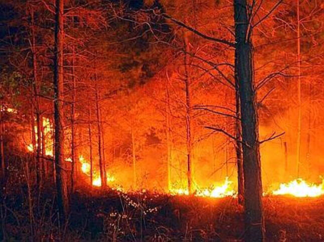 Le fiamme devastano i boschi calabresi