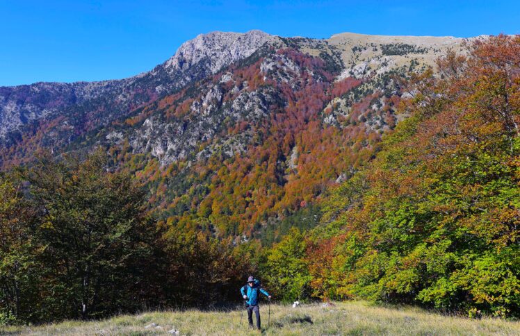 pollino bevilacqua